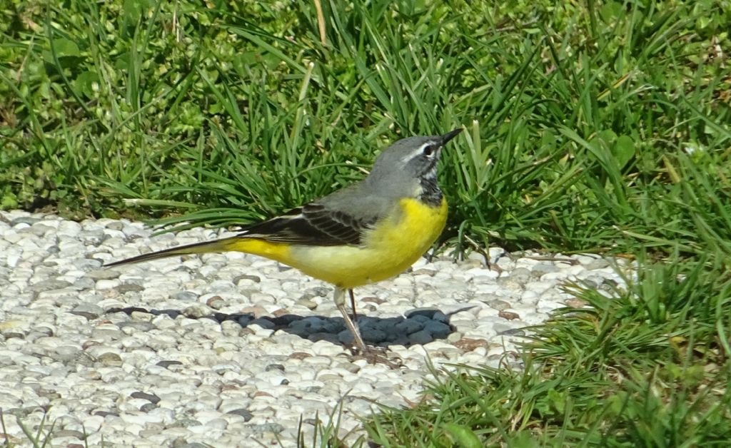 una sorpresa nel giardino di casa...